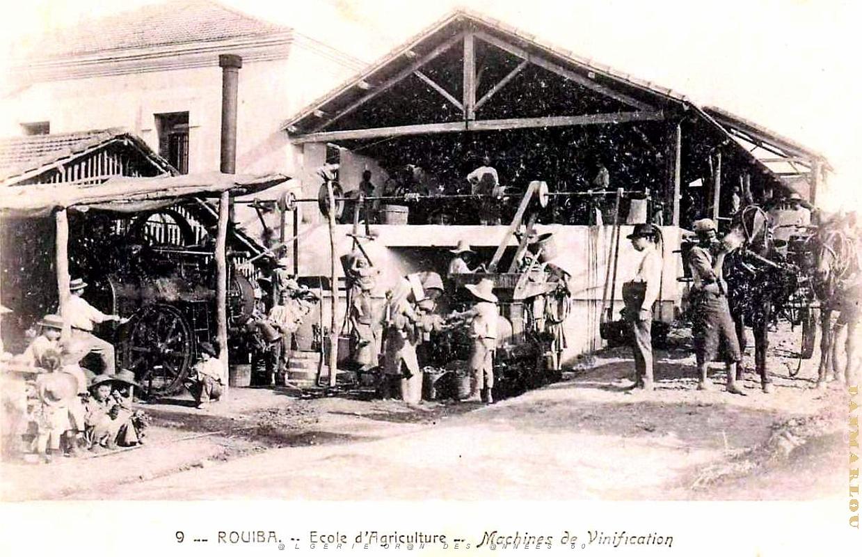 3038- Rouiba - Ecole d'Agriculture - Vinification.jpg